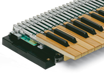TP63LWR